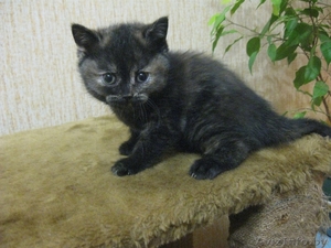 котенок - талисман года #160771