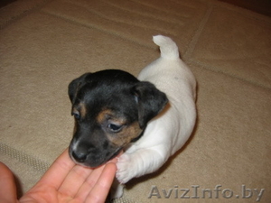 Продажа щенков Джек Рассел терьера. #167820