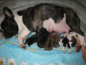 Девочки французского бульдога #155728