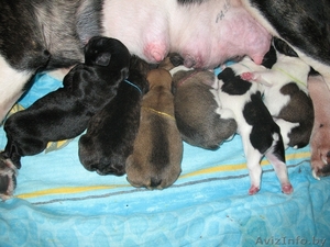 Французский бульдог. Щенки шоу и петс класса #167680