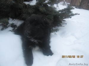 Отдам щенка даром! #159873