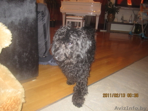 Пуделёк В ДАР!!!Ищет новых или старых хозяев #168597