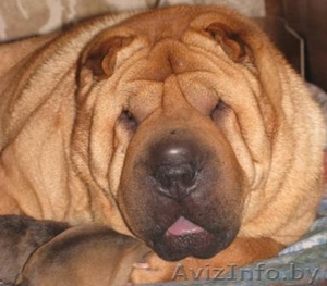 Продаются элитные щенки шарпея чемпиона. #166333