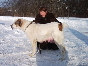 щенки Средне-Азиатской овчарки #161228