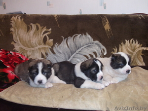 щенки среднеазиаты #161243