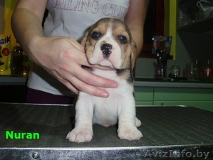 Бигля щенки от титулованных родителей #181239