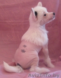 Продаются щенки китайской хохлатой собачки #165820