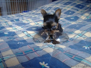 продаю щенка йоркширкского терьера с хорошей родословной.  #177871