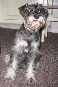 Миттельшнауцер пропал #164743