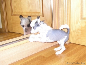 щенки китайской хохлатой от родителей-чемпионов #153839