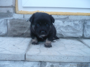 Отдам милого щеночка в хорошие руки. #165089
