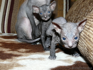 Сфинксята  донские #174367