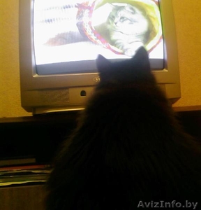 кот сибирской породы #161109