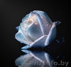 Срочно!!!!!Требуется продавец цветов #180038