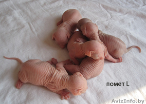 котяточки Канадский сфинкс  #177940