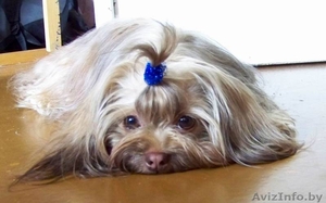 Красивая и редкая порода #159618