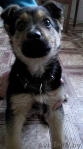 Щенок в дар,  в добрые руки #158236