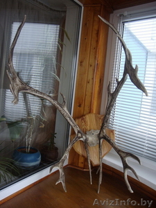 Оленьи рога на медальоне.  #170225