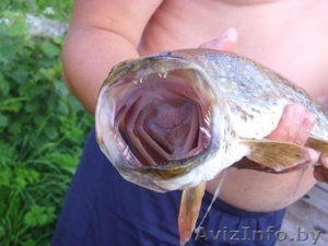 Сдаю жилой дом в Витебской обл. #15887