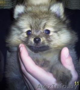 Немецкий Миниатюрный Шпиц #159935