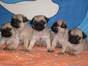 Щенки мопса от родителей чемпионов #161018