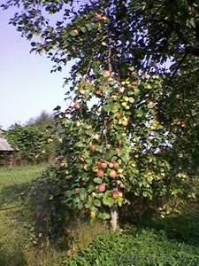 Петриловичи Столбцовского района #181929