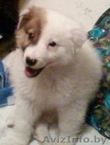 Дарю щенка 3, 5 месяца в хорошие руки #159078