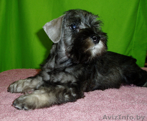 Предлагаем высококлассных щенков цвергшнауцера окраса перец с солью. В родословн #189989