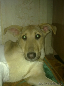 ищем хозяина для замечательного щенка #184034