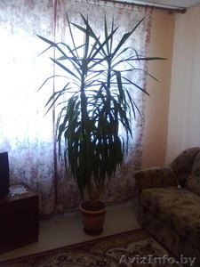 продам пальму юкка #190438