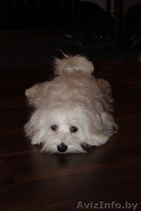 Продам мальтийскую болонку #205676