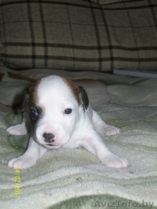  очень красивые щенки джек рассел терьера #185251