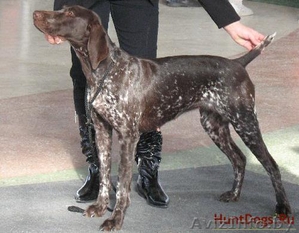 Вязка курцхааров,  щенки #192140