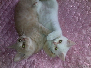 Продам британца короткошёрстного , цена договорная #199719