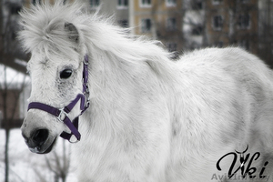 Прокат лошадей и пони #207402