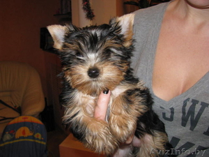 Йоркширский терьер (девочка) #190530