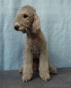 Bedlington Terrier #144060