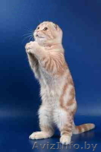 КВАРТИРА ПРОСТО НЕОБХОДИМА! #207327