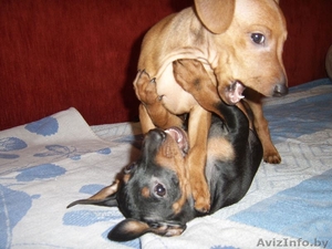щенок карликового пинчера #186855