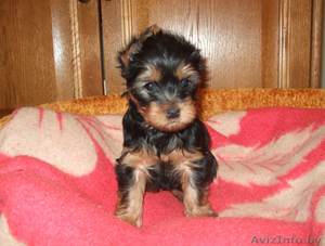 Продается девочка йоркширского терьера #187543