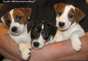 щенки Парсон  Рассел терьера-Parson Russell terrier!!! #215284