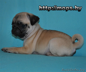 мопс щенок кобель #200790