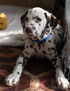 Далматина щенок #184047