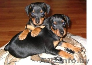 Карликовый пинчер #190569