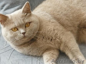 Элитные британские  котята от титулованных родителей с  отличной родословной ( F #184867