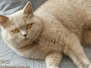 ЭЛИТНЫЕ БРИТАНСКИЕ КОТЯТА ОТ ТИТУЛОВАННЫХ РОДИТЕЛЕЙ С РОДОСЛОВНОЙ (FIFe) #188638