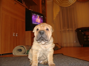 Шарпей щенки продаются #205475