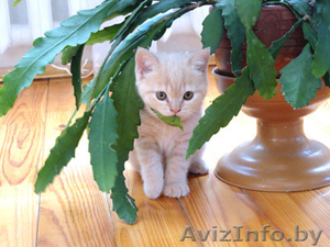 Продам короткошерстных британских котят #199971