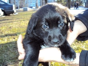 Маленького щенка в добрые руки #198392