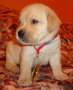 лабрадор-ретривер #209693